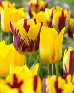 Tulip Yokohama Tulipa 8 Tulip Yokohama Tulipa -Plant Flower Store Tulip Yokohama 11 12cm 0002962 2 78289.1623343494