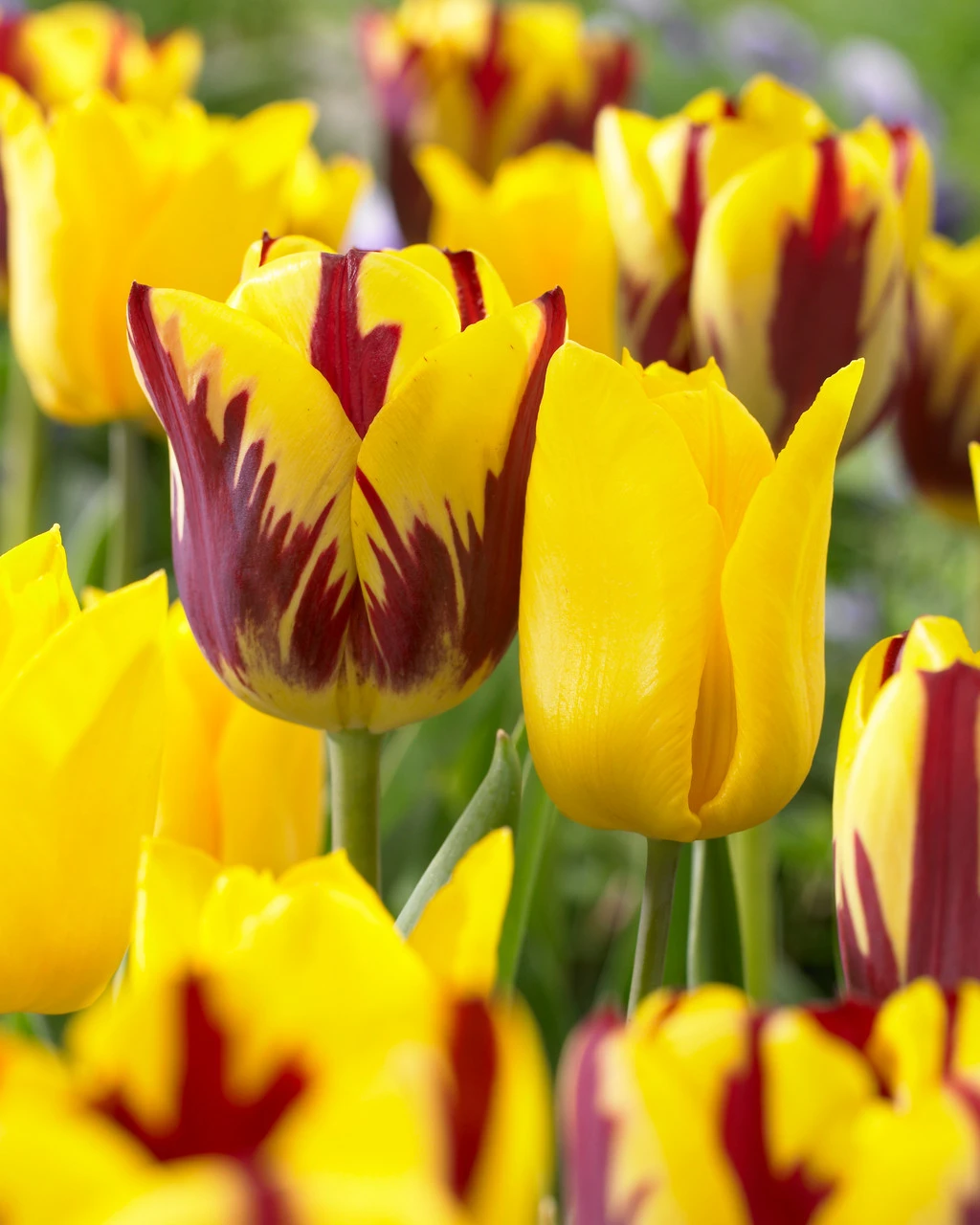 Tulip Yokohama Tulipa 5 Tulip Yokohama Tulipa - Image 3