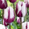 Tulip Zurel Tulipa Zurel