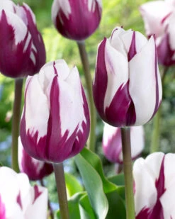 Tulip Zurel Tulipa Zurel