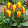 Tulip First Love 10/11 -Plant Flower Store Tulip first love 0010333 87356.1657029369