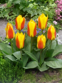 Tulip First Love 10/11