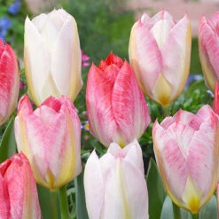 Tulip Flaming Purissima Tulipa 8 Tulip Flaming Purissima Tulipa -Plant Flower Store Tulip flaming Purissima 0002712 2 81407.1693558436