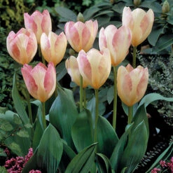 Tulip Flaming Purissima Tulipa 7 Tulip Flaming Purissima Tulipa -Plant Flower Store Tulip flaming Purissima 0002712 3 57902.1693558435