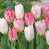 Tulip Flaming Purissima Tulipa 1 Tulip Flaming Purissima Tulipa -Plant Flower Store Tulip flaming Purissima 0002712 20194.1693558436