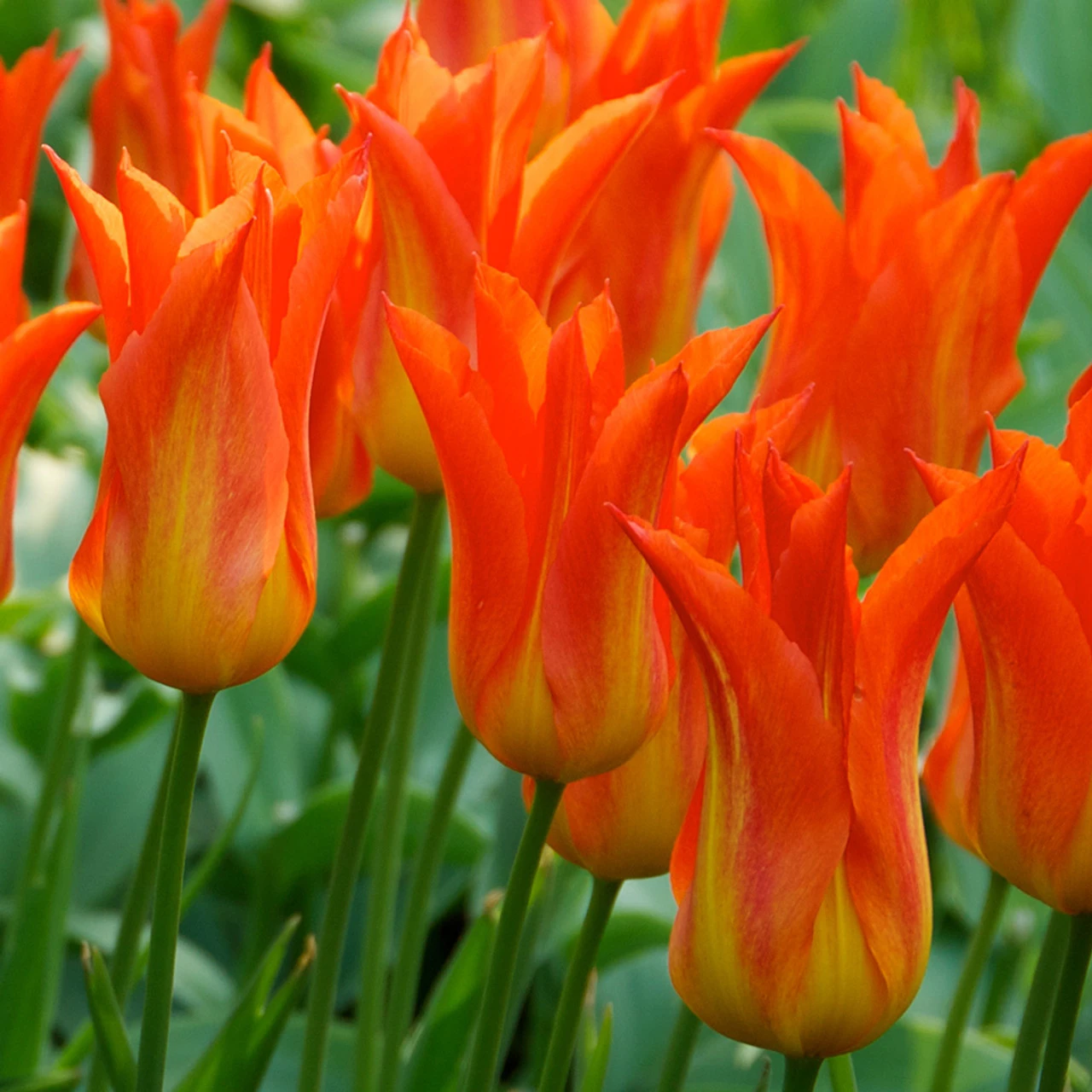 Tulip Flutes On Fire (Saver Sized Bulbs) 5 Tulip Flutes On Fire (Saver Sized Bulbs) - Image 3