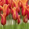 Tulip Flutes On Fire (Saver Sized Bulbs) -Plant Flower Store Tulip flutes on fire 0010454 3 38517.1657630518