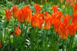 Tulip Flutes On Fire (Saver Sized Bulbs) 7 Tulip Flutes On Fire (Saver Sized Bulbs) -Plant Flower Store Tulip flutes on fire 0010454 75126.1657630518