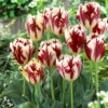 Tulip Grand Perfection Tulipa