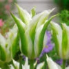 Tulip Green Star Tulipa 1 Tulip Green Star Tulipa -Plant Flower Store Tulip green star 0006032 71565.1657629703