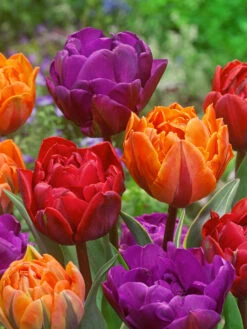 Tulip Red Princess -Plant Flower Store Tulip red princess 0010382 57077.1629189822