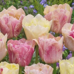 Tulip Silk Road 6 Tulip Silk Road -Plant Flower Store Tulip silk road 0010364 2 04022.1655109229