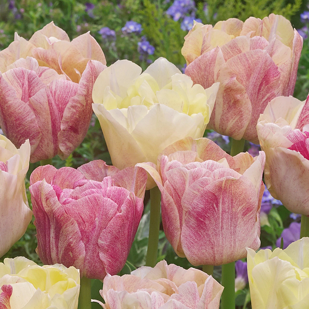 Tulip Silk Road 4 Tulip Silk Road - Image 2