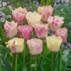 Tulip Silk Road -Plant Flower Store Tulip silk road 0010364 84595.1655109228