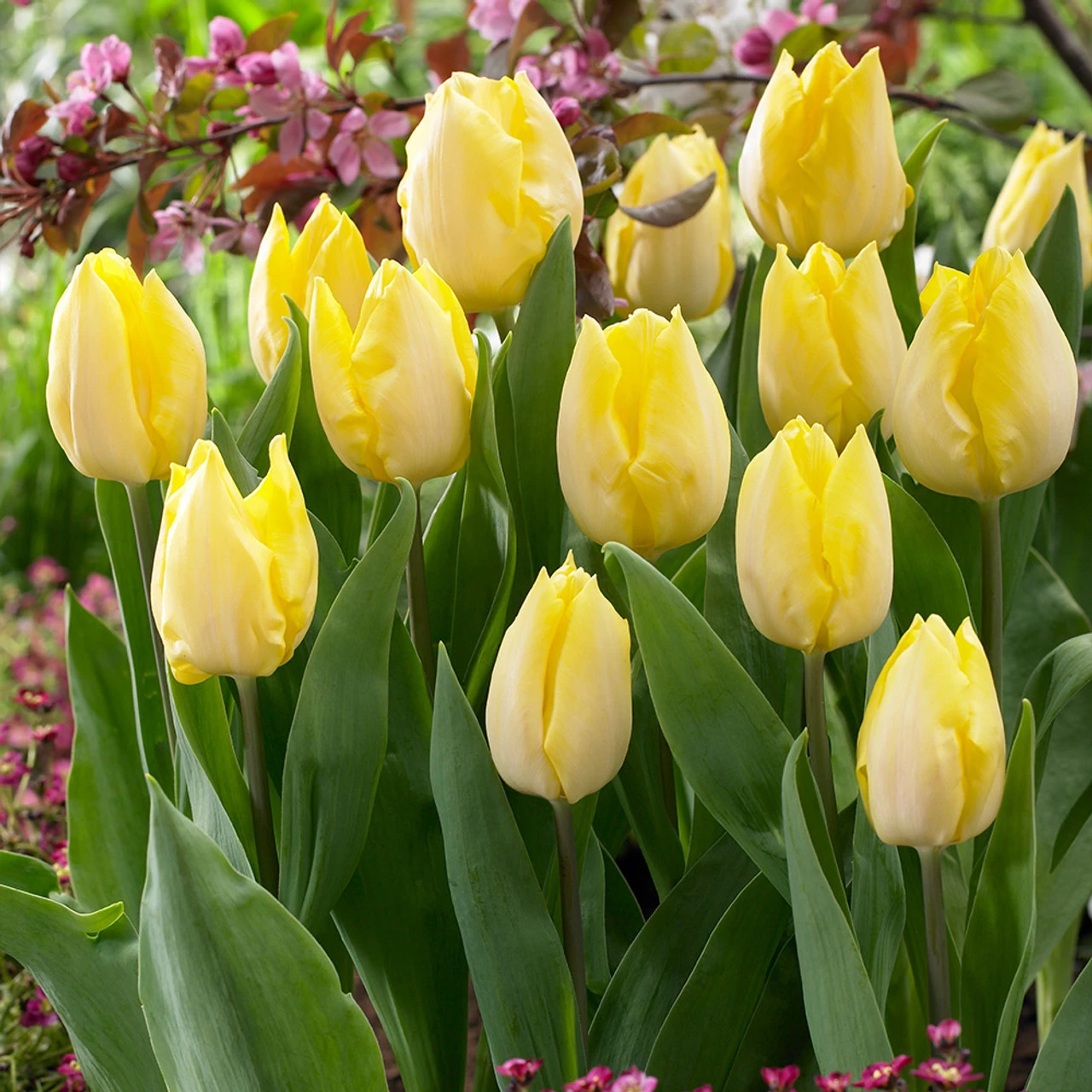 Tulip Short Single Collection (Saver Sized Bulbs) 7 Tulip Short Single Collection (Saver Sized Bulbs) - Image 5