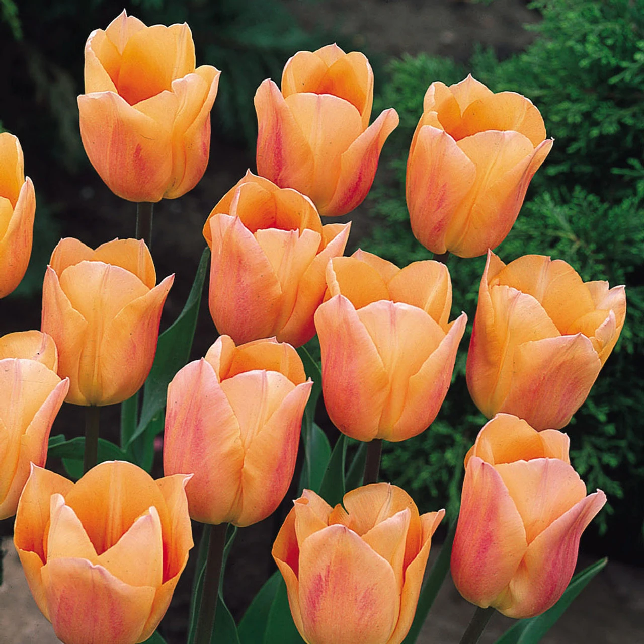 Tulip Short Single Collection (Saver Sized Bulbs) 6 Tulip Short Single Collection (Saver Sized Bulbs) - Image 4