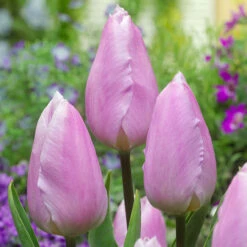 Tulip Short Single Collection (Saver Sized Bulbs) 14 Tulip Short Single Collection (Saver Sized Bulbs) -Plant Flower Store Tulips Single Early Collection 1020062 17 12362.1661501318