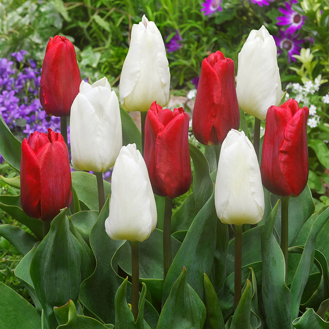 Tulip Short Single Collection (Saver Sized Bulbs) 4 Tulip Short Single Collection (Saver Sized Bulbs) - Image 2