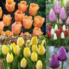 Tulip Short Single Collection (Saver Sized Bulbs) -Plant Flower Store Tulips Single Early Collection 1020062 22 94208.1661501319