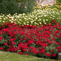 Verbena Endurascape Red - Jumbo Plugs -Plant Flower Store Verbena Endurascape Red 0013999 2 65067.1643275218