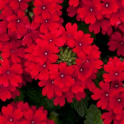 Verbena Endurascape Red - Jumbo Plugs -Plant Flower Store Verbena Endurascape Red 0013999 4 03363.1643275218