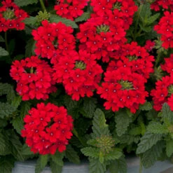 Verbena Endurascape Red - Jumbo Plugs -Plant Flower Store Verbena Endurascape Red 0013999 5 21170.1643275218