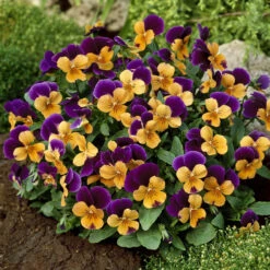 Viola Sorbet Orange Duet Pansy -Plant Flower Store Viola Sorbet Orange Duet 0014167 2 15464.1656412932