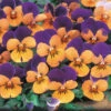 Viola Sorbet Orange Duet Pansy -Plant Flower Store Viola Sorbet Orange Duet 0014167 38240.1656412932