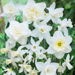 White Narcissus Mixed White Daffodils Mixed