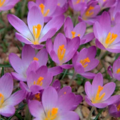 Winter Flowering Crocus Collection Crocus -Plant Flower Store Winter Flowering Crocus Collection 1021439 10 66367.1687963247