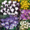 Winter Flowering Crocus Collection Crocus -Plant Flower Store Winter Flowering Crocus Collection 1021439 12 84175.1687963247