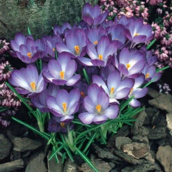 Winter Flowering Crocus Collection Crocus -Plant Flower Store Winter Flowering Crocus Collection 1021439 4 46486.1655984000