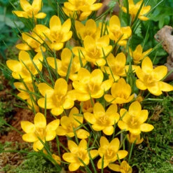 Winter Flowering Crocus Collection Crocus -Plant Flower Store Winter Flowering Crocus Collection 1021439 6 50210.1687963246