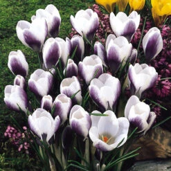 Winter Flowering Crocus Collection Crocus -Plant Flower Store Winter Flowering Crocus Collection 1021439 7 95386.1687963246