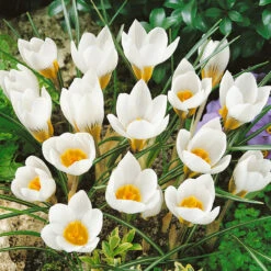 Winter Flowering Crocus Collection Crocus -Plant Flower Store Winter Flowering Crocus Collection 1021439 9 00328.1687963247