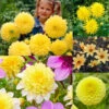 Yellow Dahlia Collection -Plant Flower Store Yellow Dahlia Collection 1022361 43979.1676451129