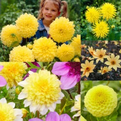 Yellow Dahlia Collection