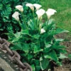Zantedeschia Aethiopica (12cm+) Calla Lily 1 Zantedeschia Aethiopica (12cm+) Calla Lily -Plant Flower Store Zantedeschia Aethiopica 0008882 2 52931.1649151535