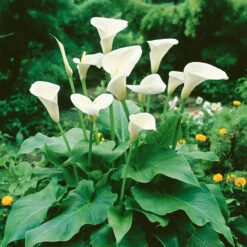 Zantedeschia Aethiopica (12cm+) Calla Lily -Plant Flower Store Zantedeschia Aethiopica 0008882 3 87223.1649151535