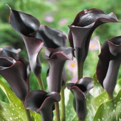 Zantedeschia Cantor (Calla Lily) Calla Lily -Plant Flower Store Zantedeschia Cantor 0009484 2 15670.1651051125