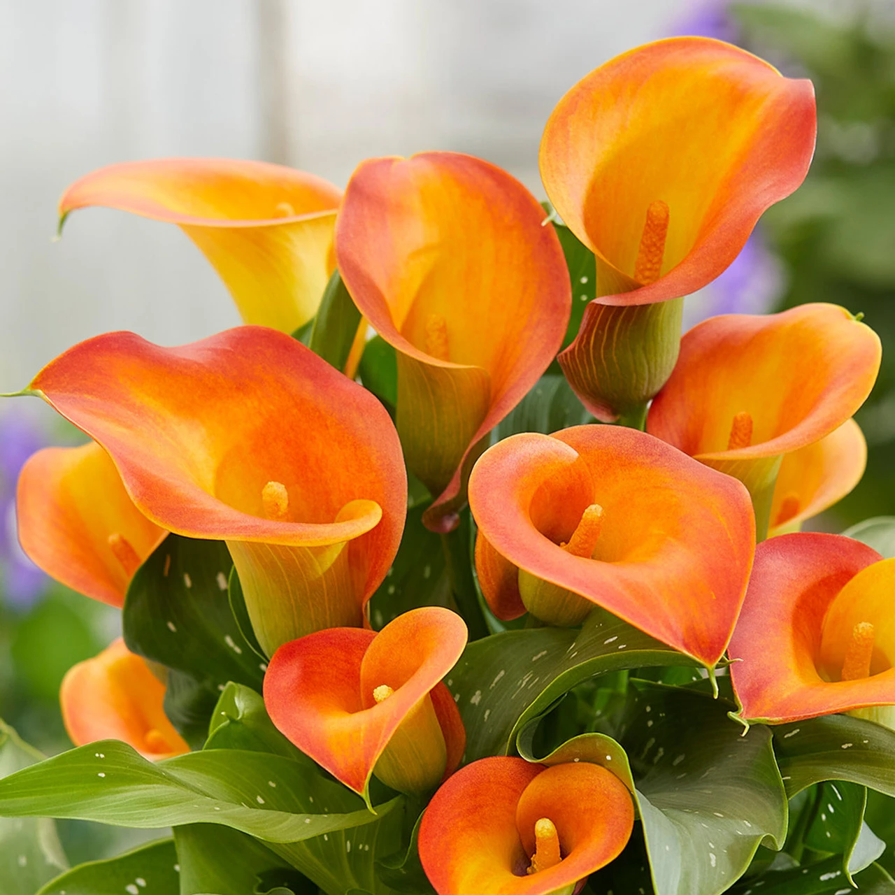 Zantedeschia Captain Brunello Arum Lily 'Captain Brunello' 4 Zantedeschia Captain Brunello Arum Lily 'Captain Brunello' - Image 2