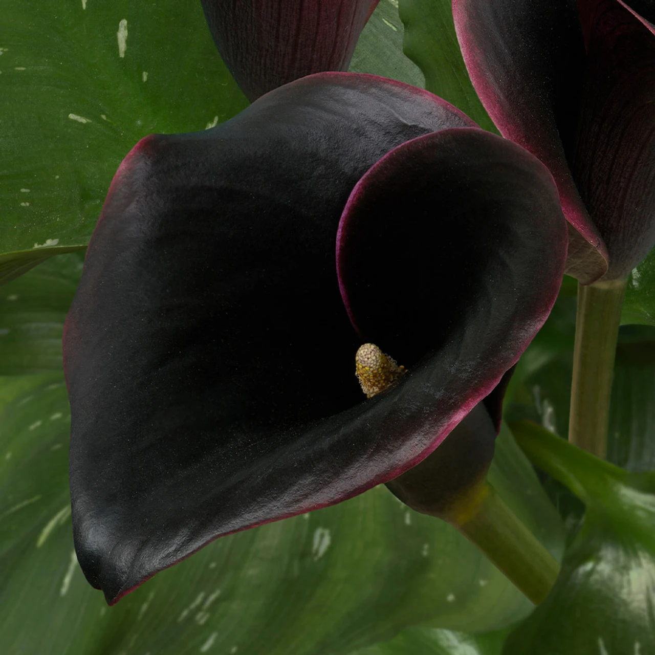 Zantedeschia Captain Beretta Calla Lily 4 Zantedeschia Captain Beretta Calla Lily - Image 2