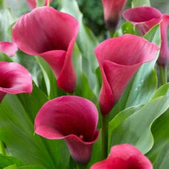 Zantedeschia Captain Collection Calla Lily -Plant Flower Store Zantedeschia Captain Collection 1022480 2 60180.1698222054