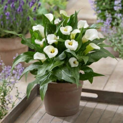 Zantedeschia Captain Collection Calla Lily -Plant Flower Store Zantedeschia Captain Collection 1022480 3 83297.1698222054