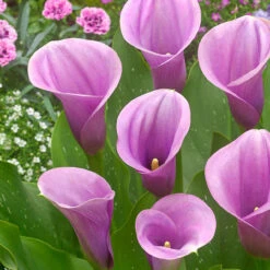 Zantedeschia Captain Collection Calla Lily -Plant Flower Store Zantedeschia Captain Collection 1022480 4 11183.1698222054