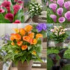 Zantedeschia Captain Collection Calla Lily -Plant Flower Store Zantedeschia Captain Collection 1022480 55652.1698222055