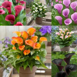 Zantedeschia Captain Collection Calla Lily
