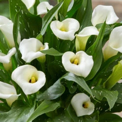 Plant Flower Store 4 Plant Flower Store -Plant Flower Store Zantedeschia Captain Fresco 0015098 2 71833.1698221470