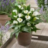Zantedeschia Captain Fresco Calla Lily 1 Zantedeschia Captain Fresco Calla Lily -Plant Flower Store Zantedeschia Captain Fresco 0015098 37368.1698221470