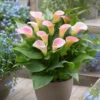 Zantedeschia Captain Marrero Calla Lily 1 Zantedeschia Captain Marrero Calla Lily -Plant Flower Store Zantedeschia Captain Marrero 0015096 29327.1698156921